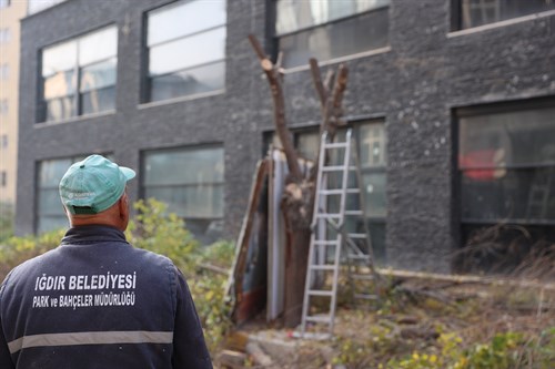  Iğdır Belediyesi Park ve Bahçeler Müdürlüğü, budama çalışmalarına devam ediyor.